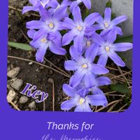 チオノドクサ,青紫の花,今日のお花,おでかけ先,花に魅せられての画像