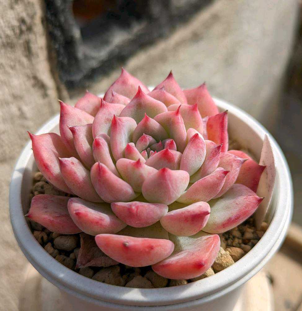 193A😇🌹AKマリア |🍀GreenSnap(グリーンスナップ) 193A😇🌹AKマリア |🍀GreenSnap(グリーンスナップ)