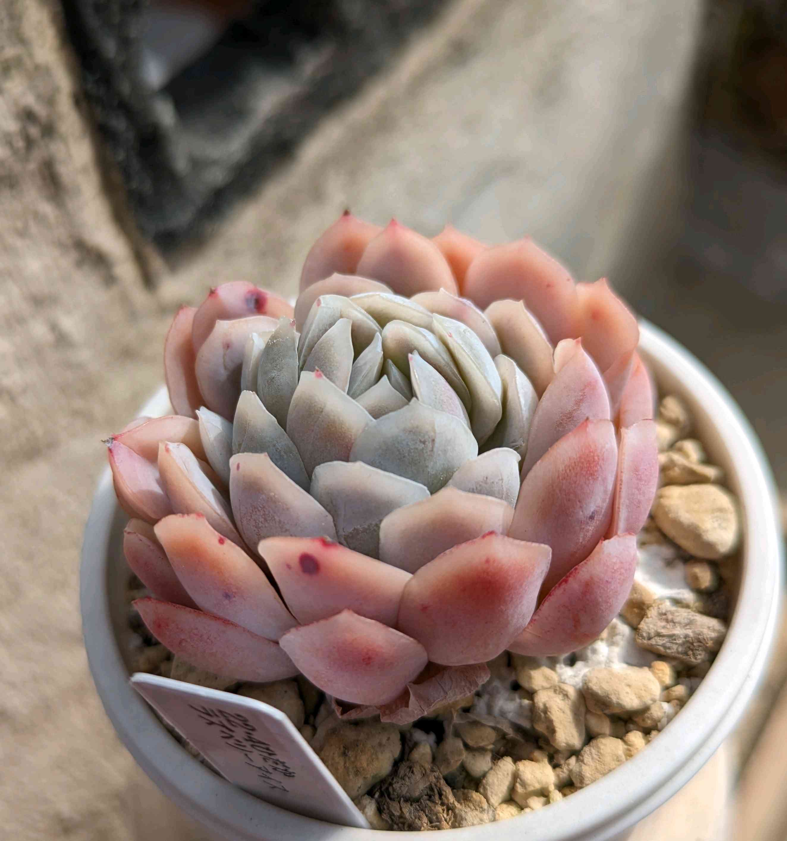 1708187685928_445572_p_2024021