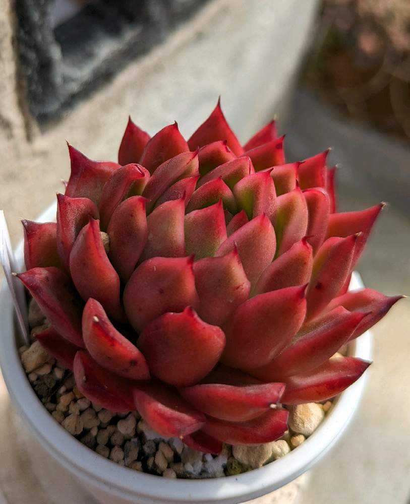 885🌹ラウンジ｜🍀GreenSnap（グリーンスナップ）