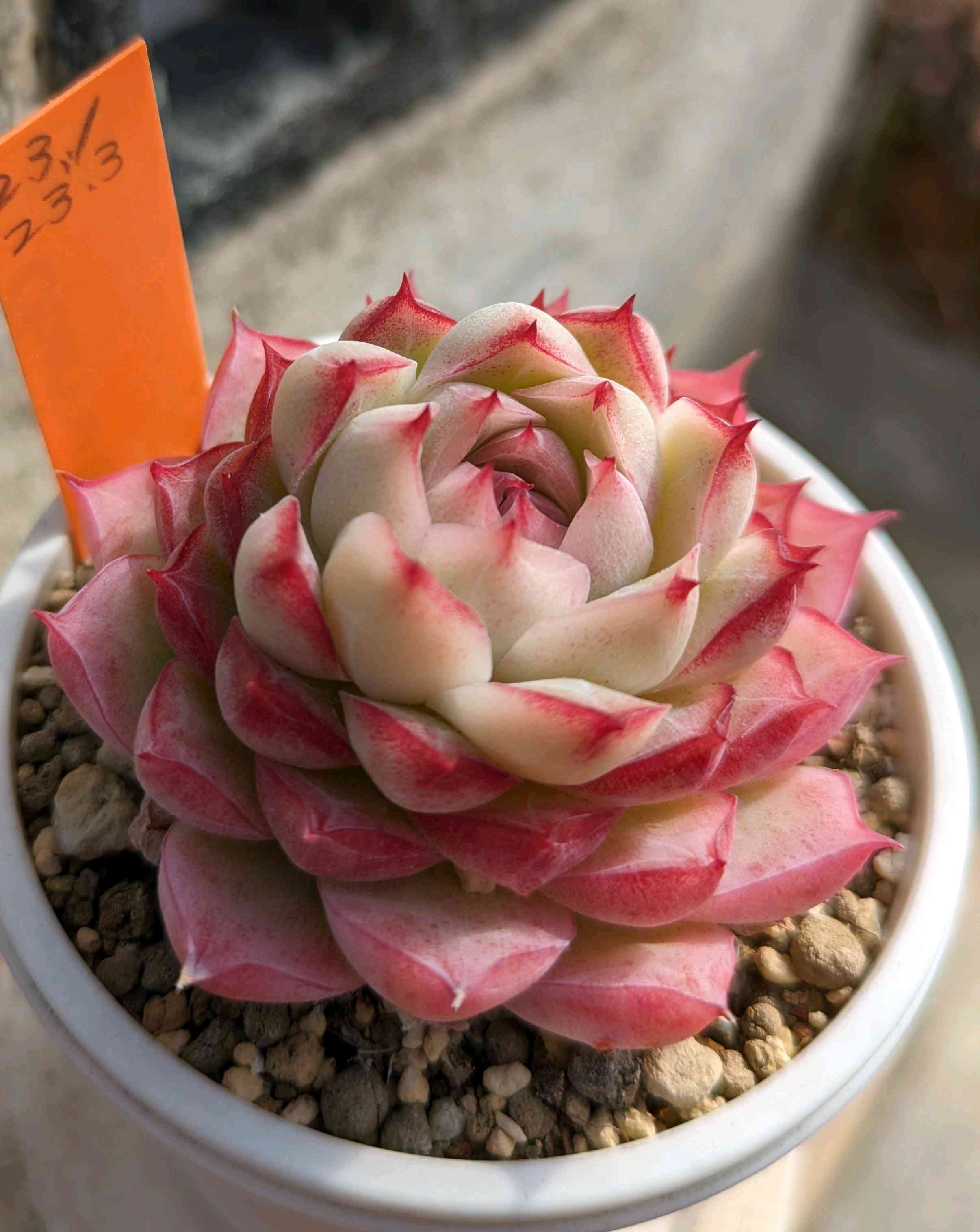 1708191315277_445769_p_2024021