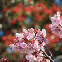 クロガネモチ,野鳥(メジロ),讃岐寒桜,野鳥,うどん県人会の画像