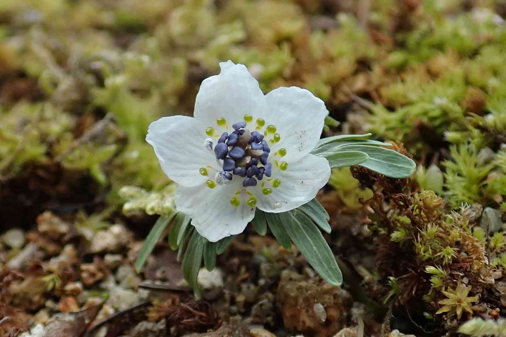 🌱今年もセツブンソウに逢いに〜🚗³₃ 2024.2.17｜🍀GreenSnap