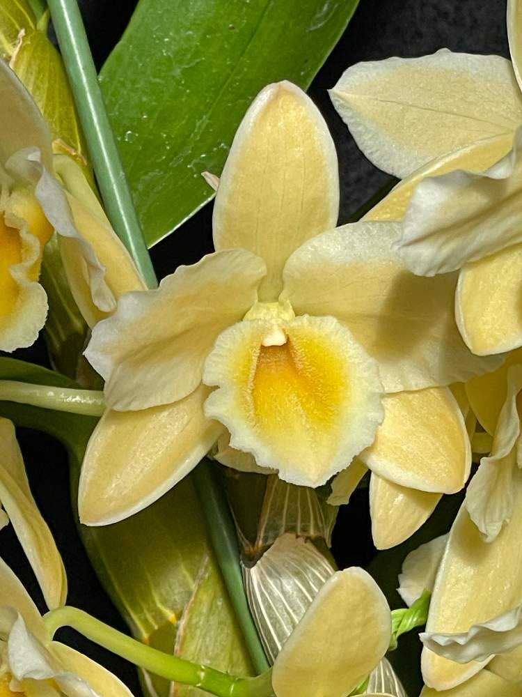 本物の花 縁取り24K純金 ／デンドロビウム 純金 コイン ペンダントトップ K24 1/30oz 18金フレーム ガラス付 金貨