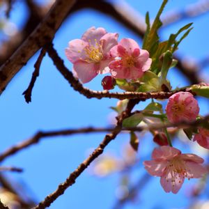 河津桜,庭園,広島,樹木の花の画像