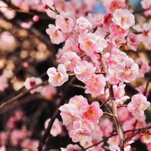 ウメ,庭園,広島,樹木の花の画像