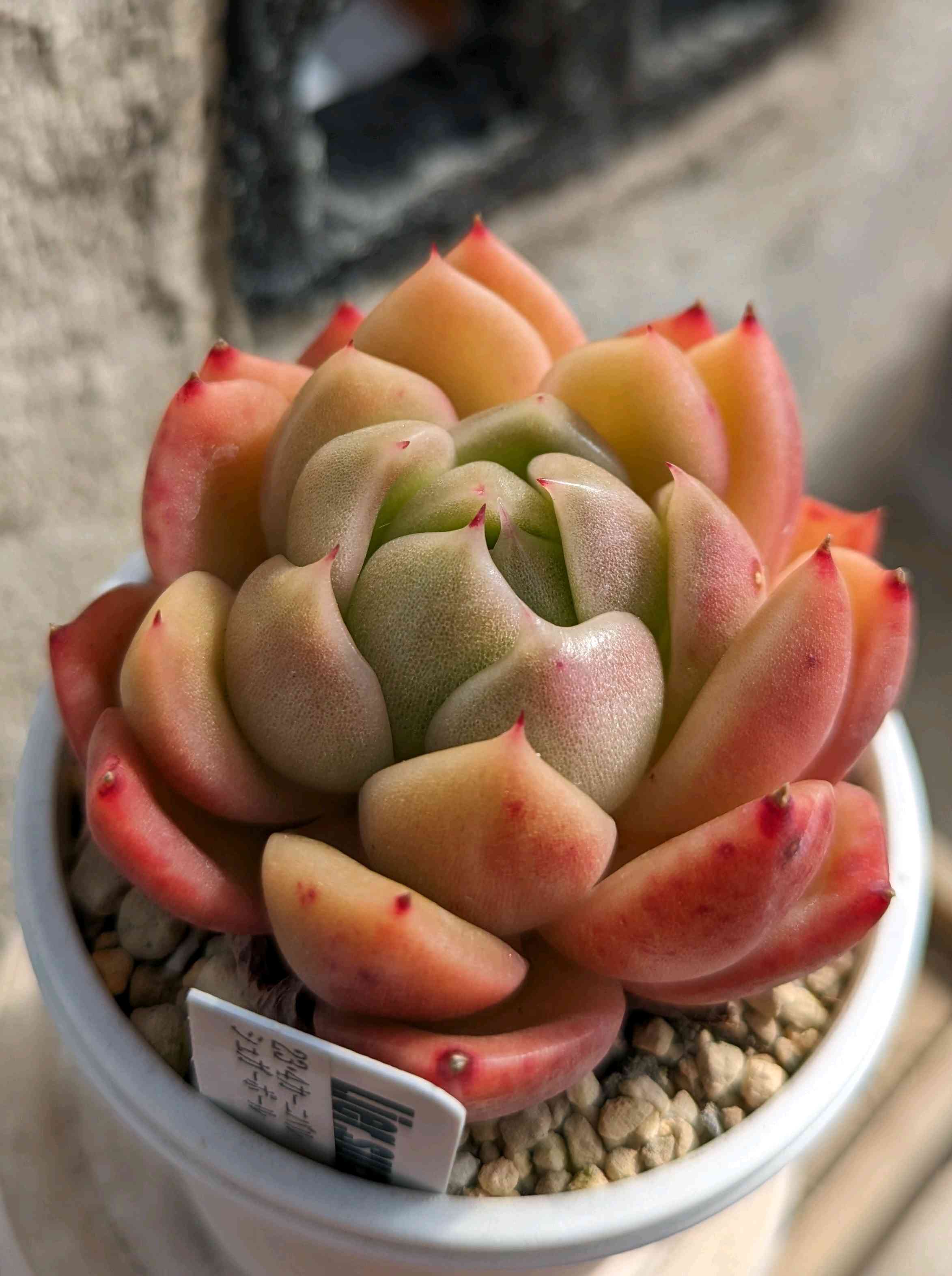 1028🌹シュガーボール｜🍀GreenSnap（グリーンスナップ）