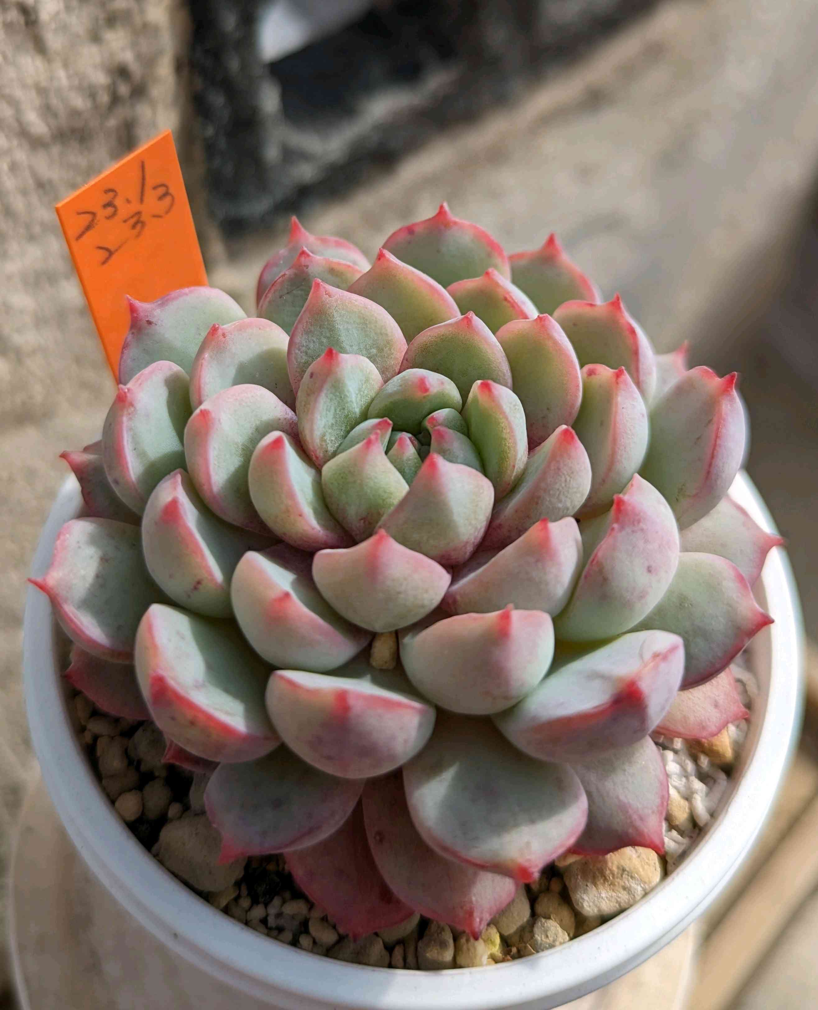 871🌹ブルーミニマ交配｜🍀GreenSnap（グリーンスナップ）