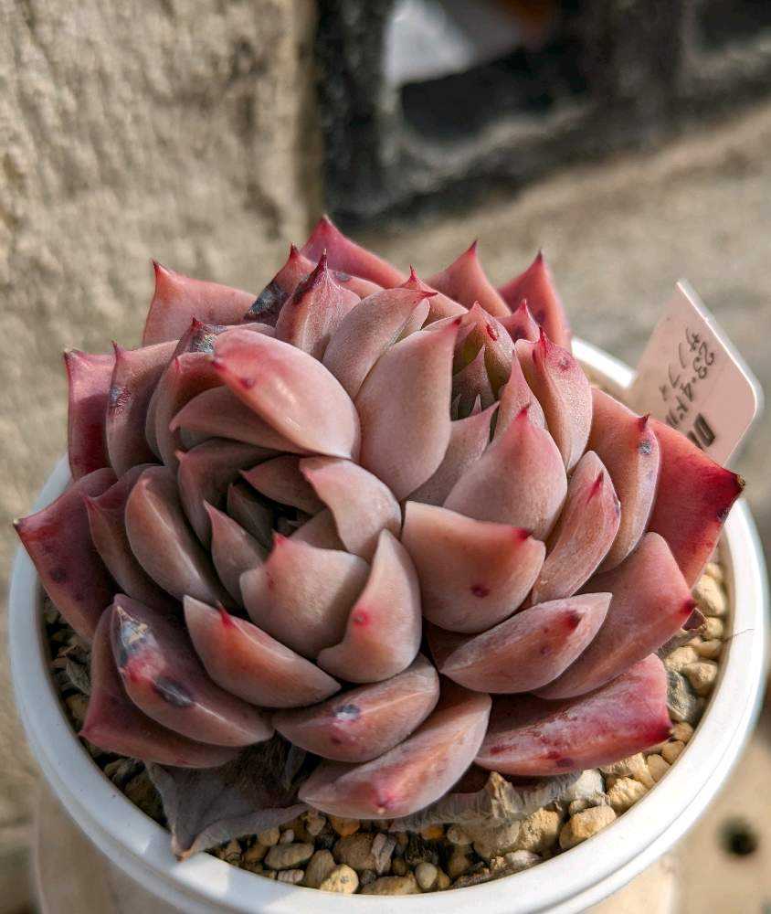 ののい　多肉植物 1708269292307_thum_337439_p_20