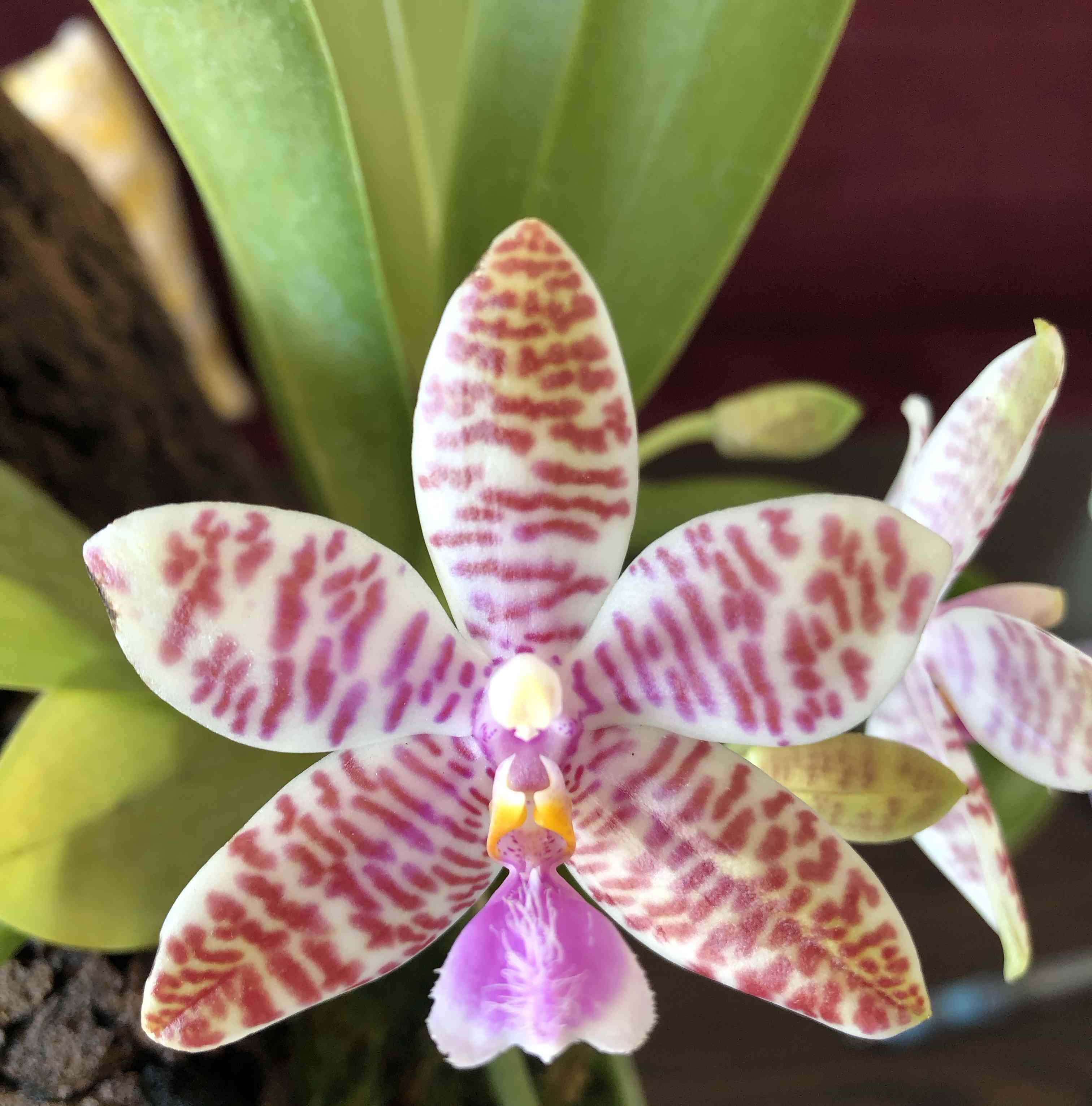 ファレノプシス ヒエログリフィカの一覧｜🍀GreenSnap（グリーンスナップ）