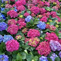 アジサイ,旧正⭐︎の画像