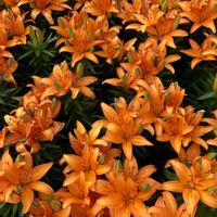 ユリ,旧正⭐︎の画像