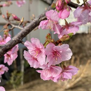 河津桜,散歩,花のある暮らし,マンション専用庭,小さな庭の画像