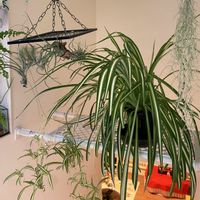 オリヅルラン,ウスネオイデス,観葉植物のある暮らし,エアー プランツ,部屋の画像