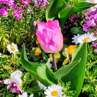 ストック,チューリップ,リナリア,パンジー,スノーポールの画像