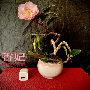 椿(ツバキ),椿(ツバキ),盆栽,侘び寂び ,小品盆栽の画像