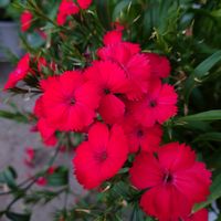 ナデシコ,ナデシコ,撫子,赤い花,赤い花❤の画像