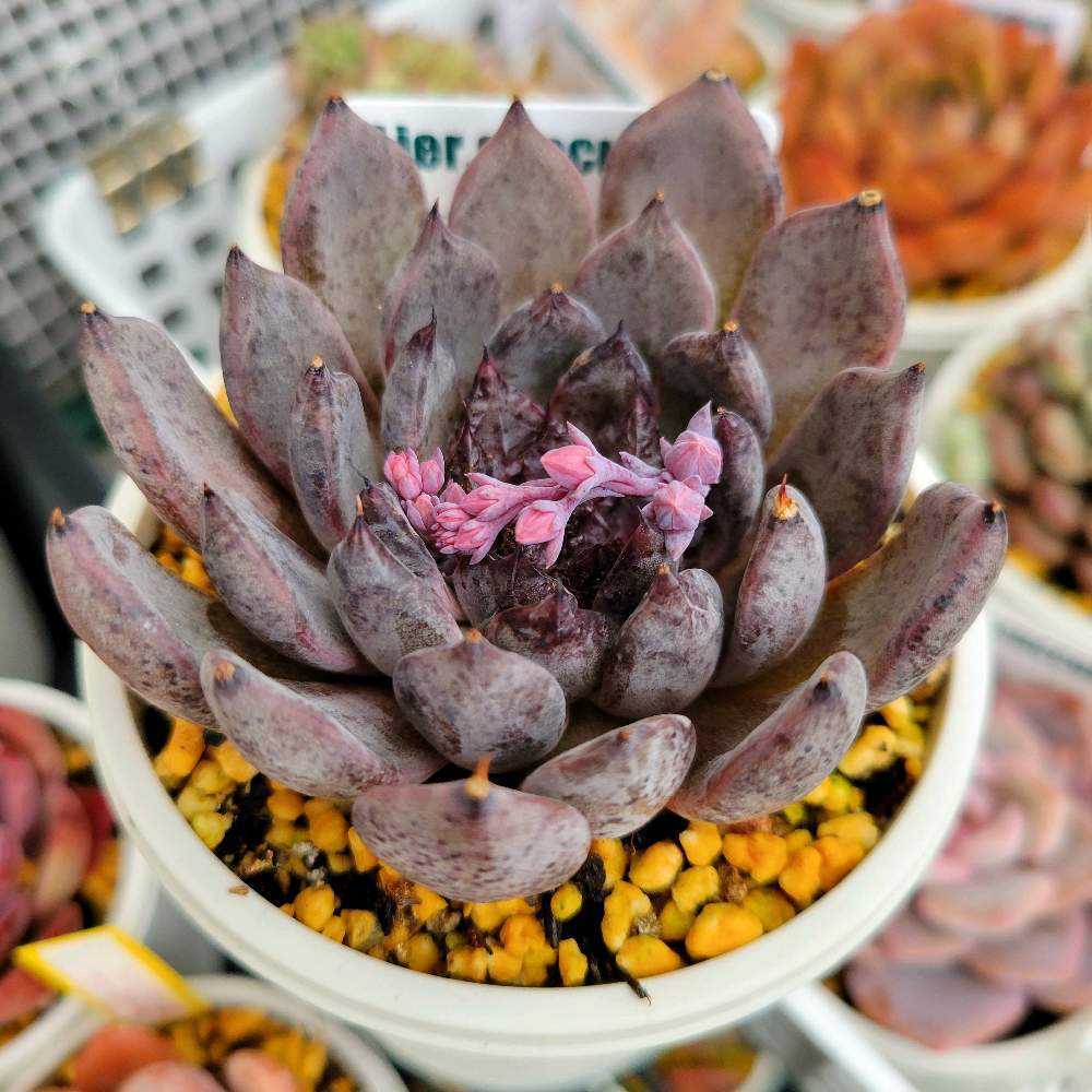 ブラックパール｜🍀GreenSnap（グリーンスナップ）