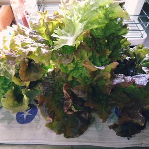 プランター野菜,サニーレタスの栽培,家庭菜園の画像