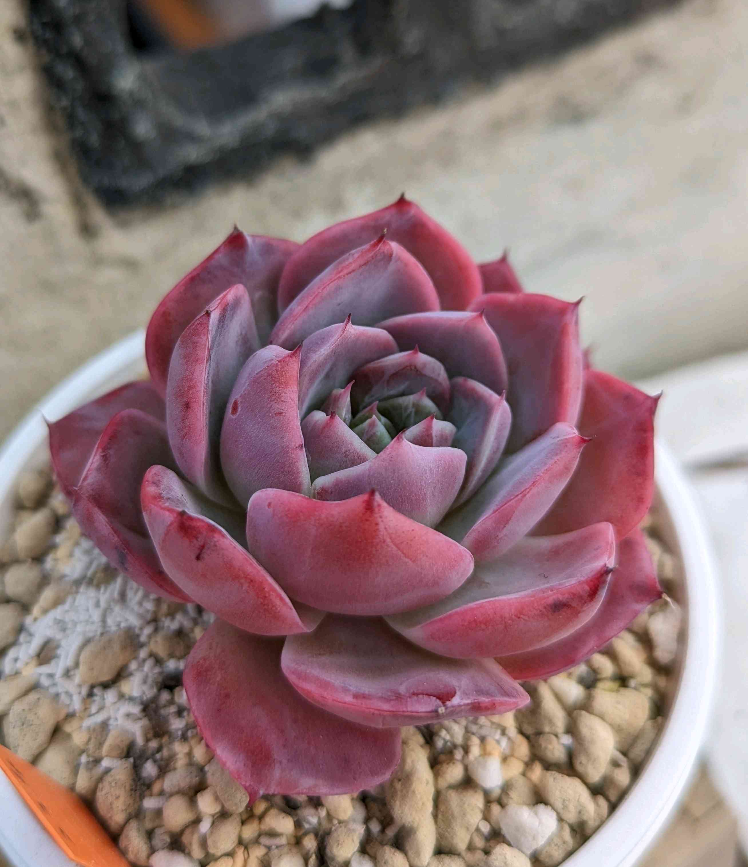 1708382241409_608831_p_2024022