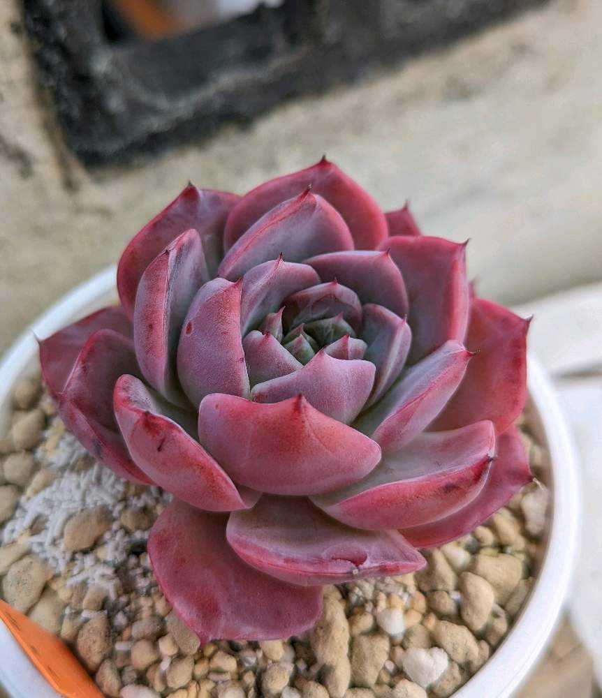 1708382261332_thum_552732_p_20