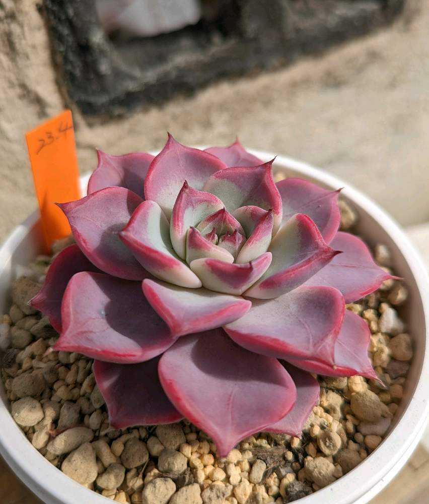 1041🌹フェアリークイーン｜🍀GreenSnap（グリーンスナップ）