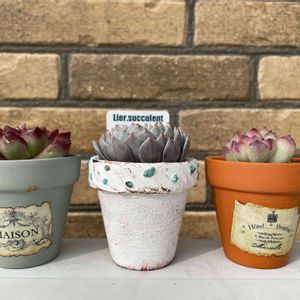 リメイク鉢♪イチゴ♪ 多肉 サボテン セダム リメイク缶 リメ缶 リメ鉢  