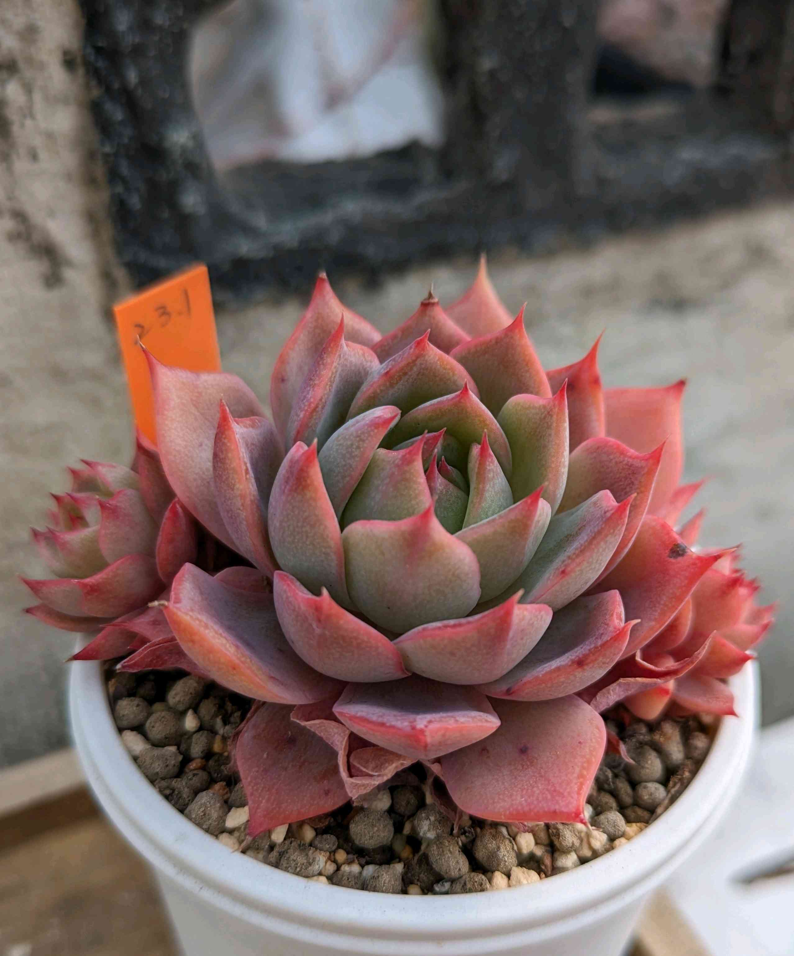 1708385178677_202743_p_2024022