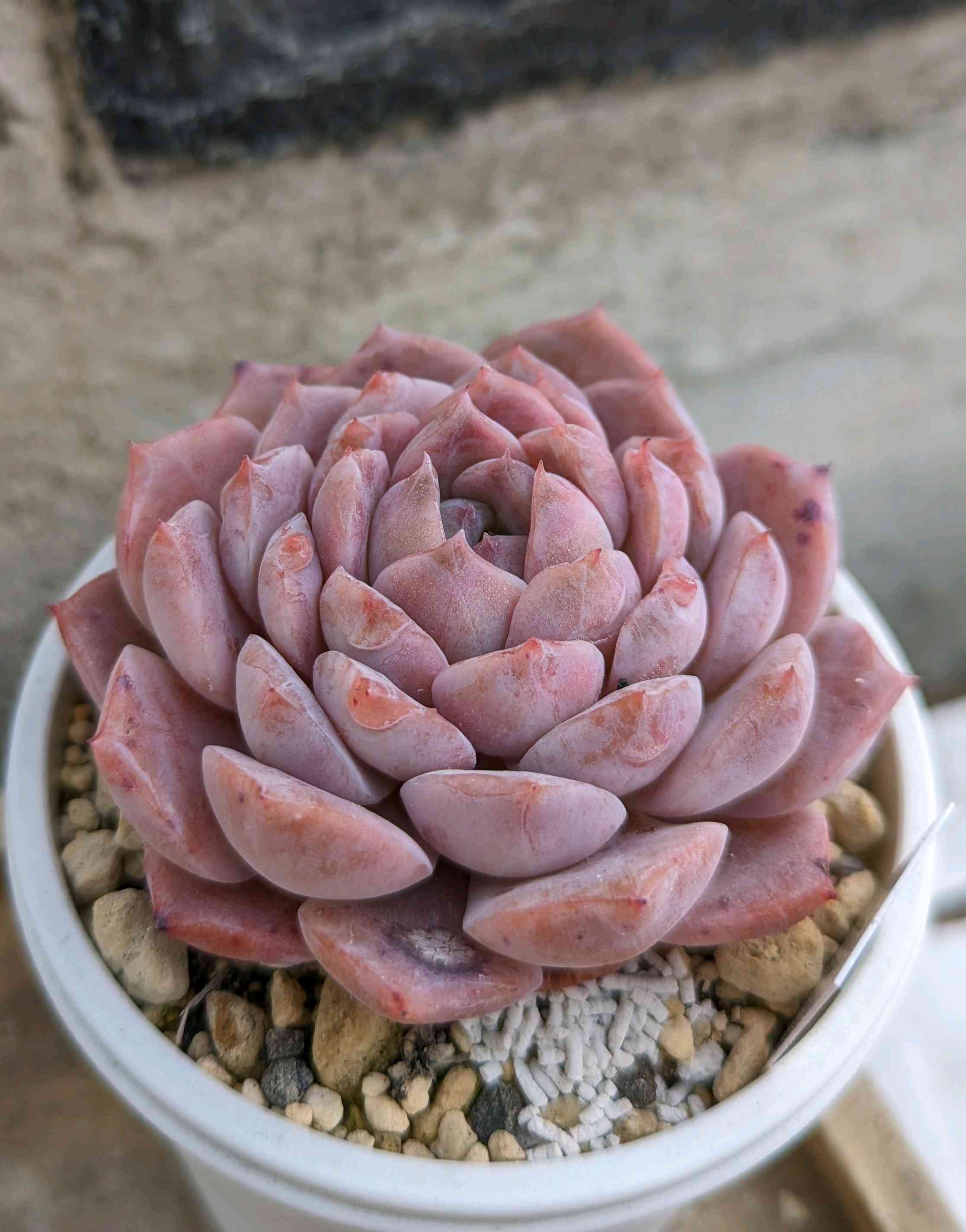 未使用品　Noritake となりのトトロ プレート 15.5cm 3枚セット FALLWORKS薪置き 真鍮 【公式通販】