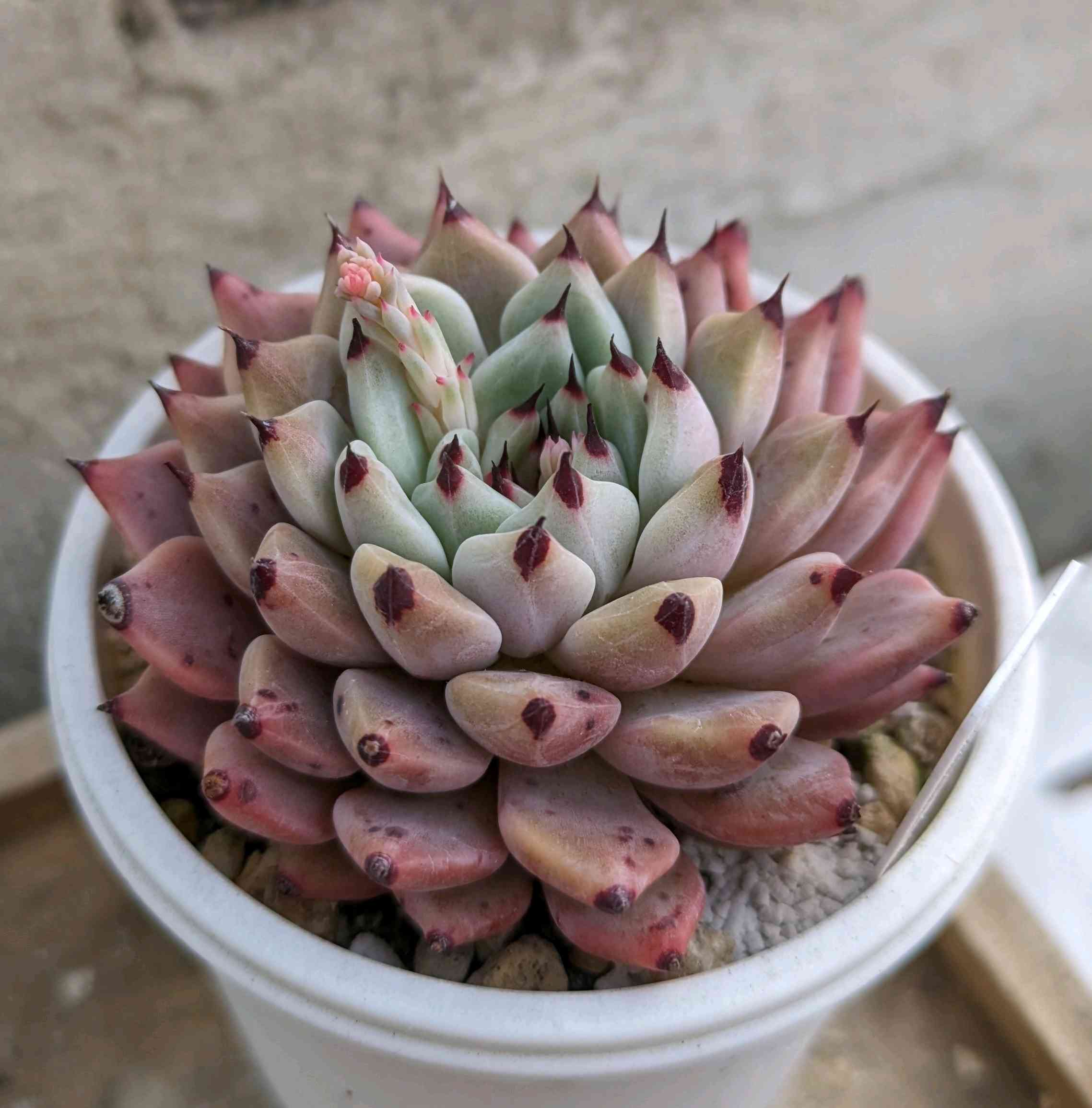 多肉植物 韓国苗 うさコレ 原種ザラゴーサ ‼️ 多肉植物 韓国苗 うさ
