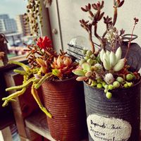 寄せ植え,多肉植物,普及種,リメ缶,多肉植物のある暮らしの画像