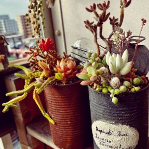 寄せ植え,多肉植物,普及種,リメ缶,多肉植物のある暮らしの画像