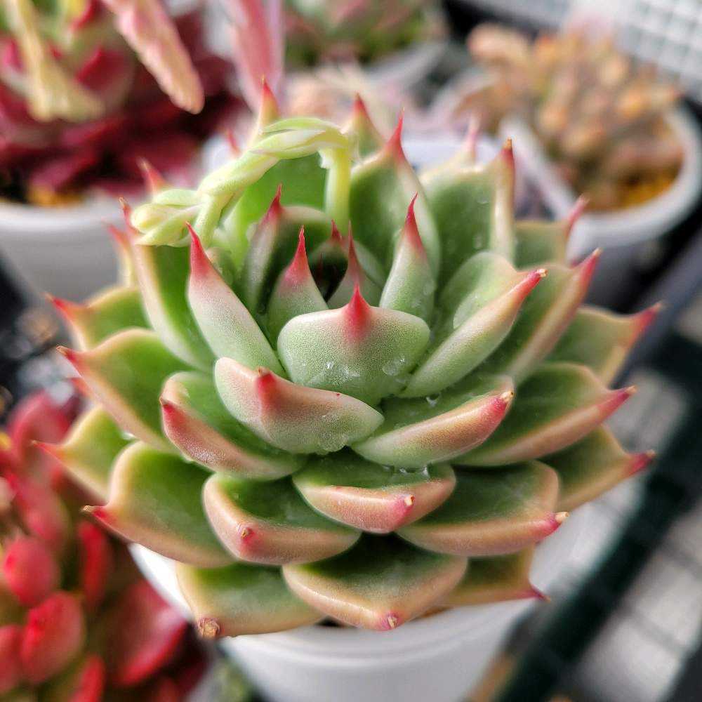 トスカネリ｜🍀GreenSnap（グリーンスナップ）