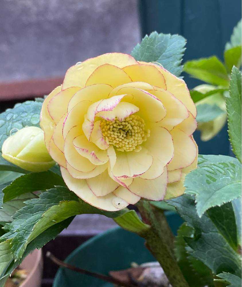 クリスマスローズ 開花実績株 SSフレグランスグリーニッシュイエロー