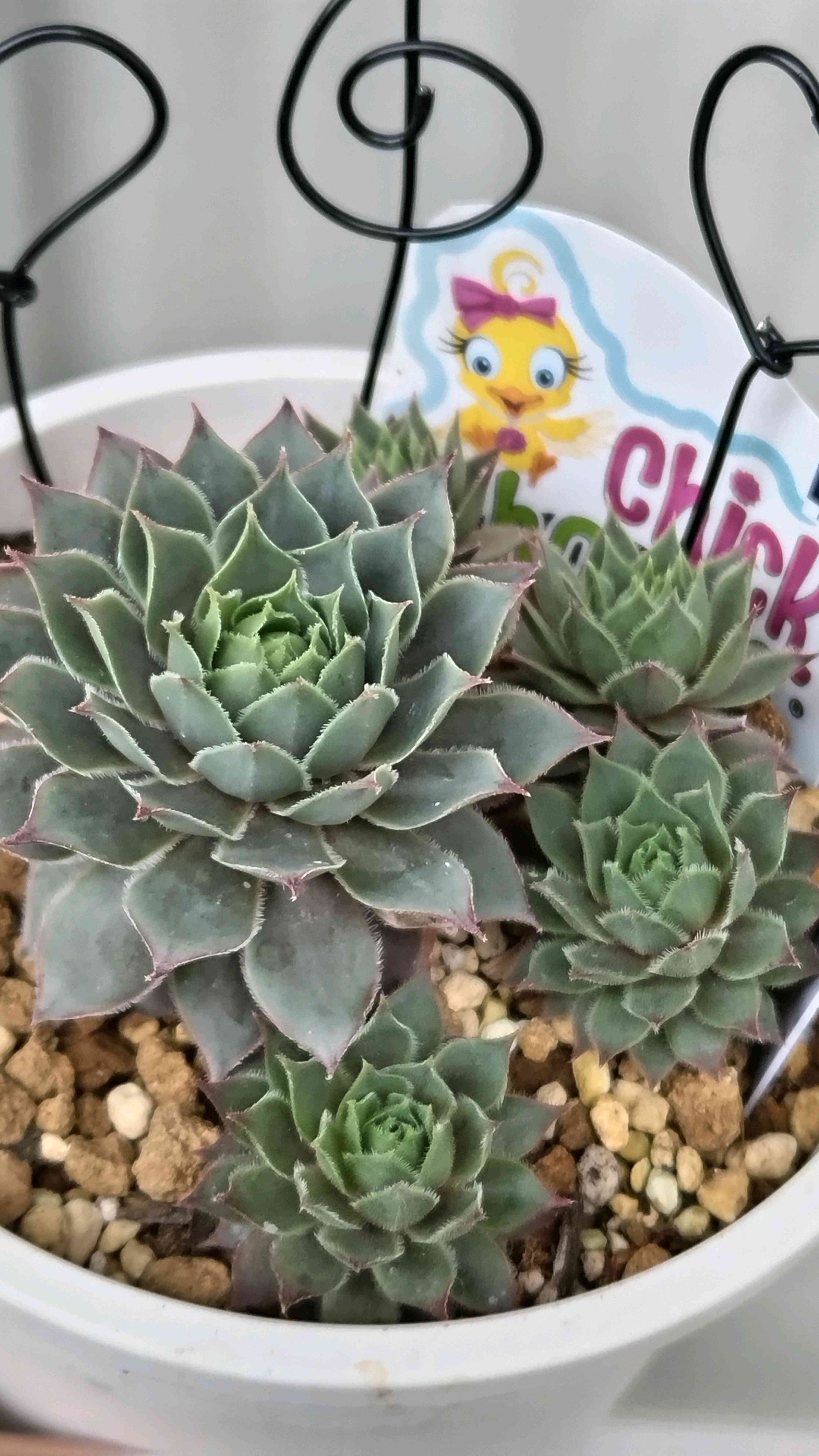 センペルNo.14 BerryBlues（ベリーブルース）｜🍀GreenSnap（グリーン