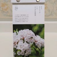 カルミア,日めくりカレンダー,花言葉,友達からのプレゼント,今日の誕生花の画像