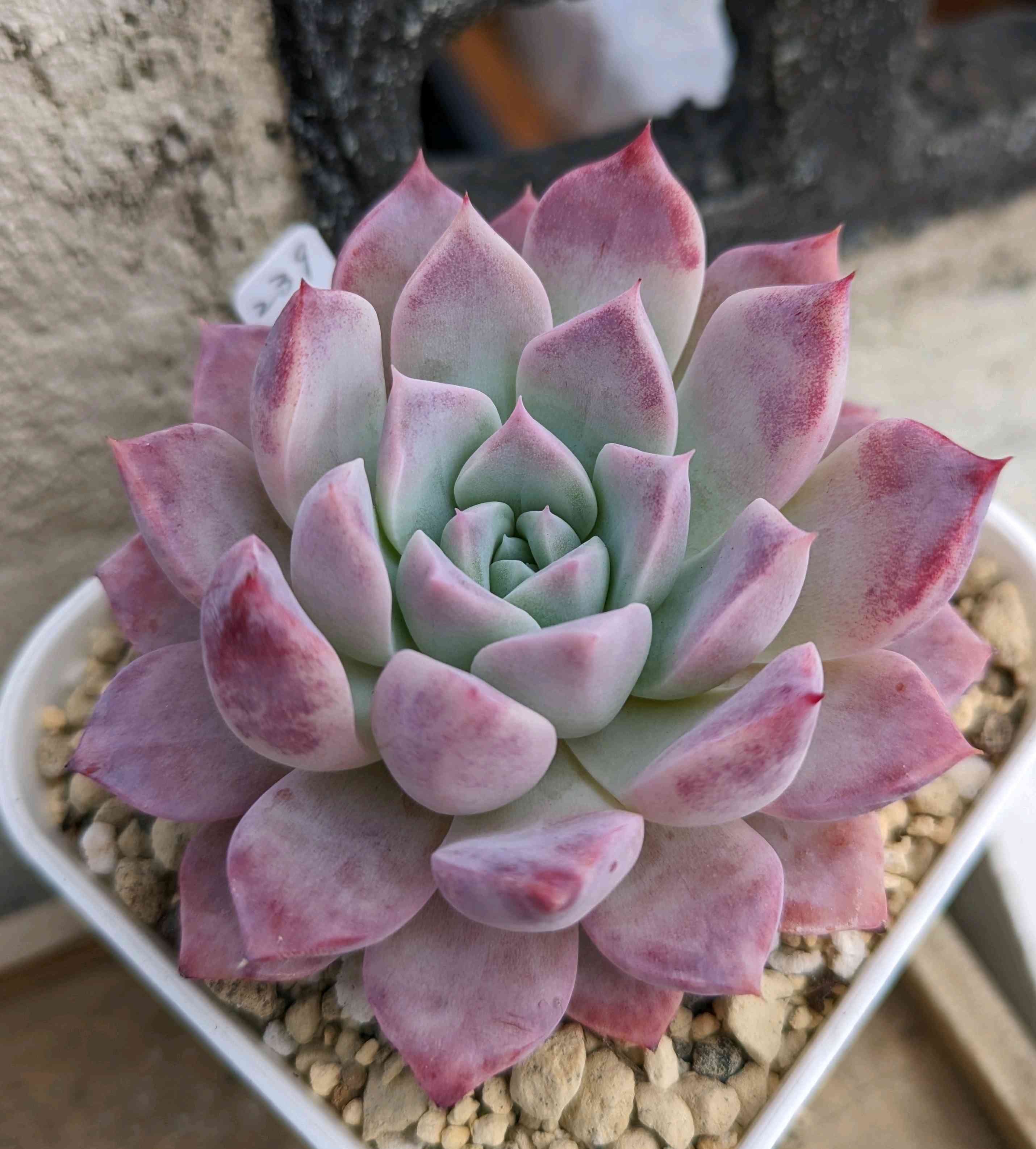 942🌹フェロモン｜🍀GreenSnap（グリーンスナップ）