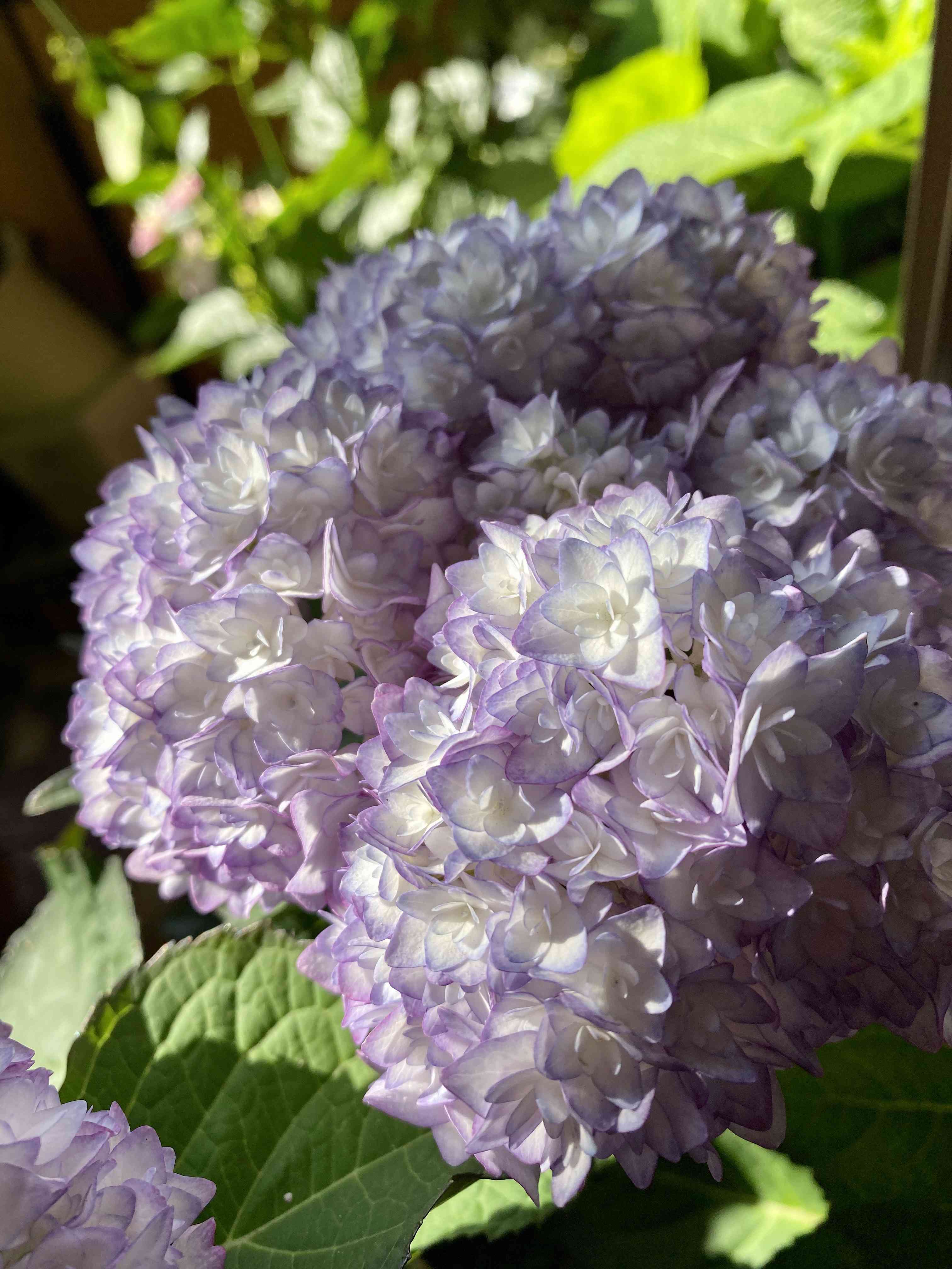 紫陽花 きらきら星の投稿画像 by さいたまさん｜紫陽花 恋物語と紫陽花