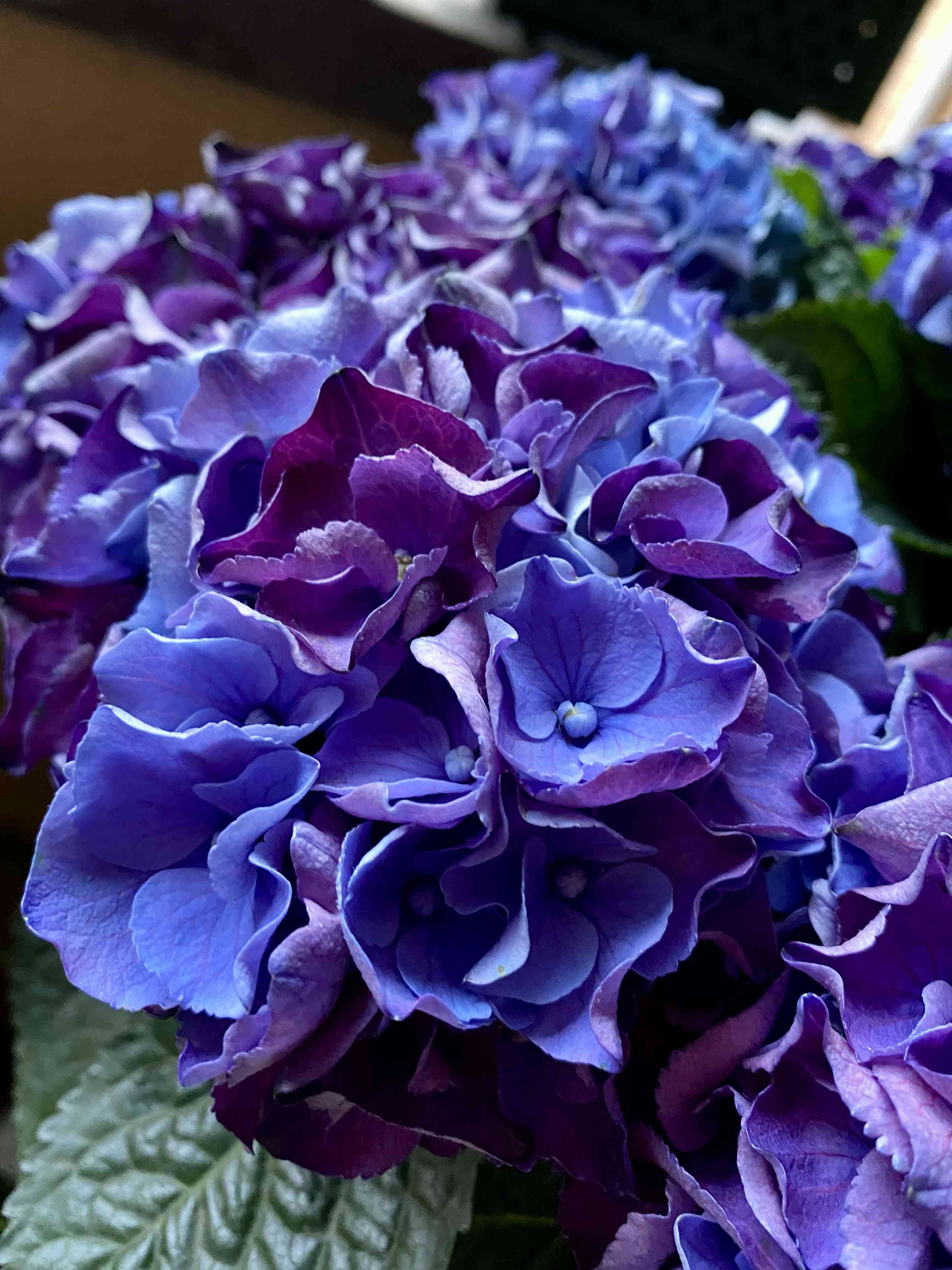 紫陽花 きらきら星の投稿画像 by さいたまさん｜紫陽花 恋物語と紫陽花