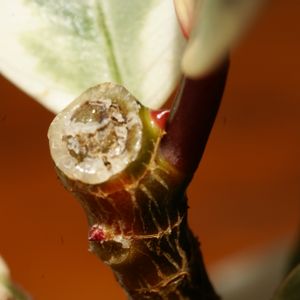 ゴムの木,フィカス・ティネケ,観葉植物,接写,一眼レフの画像