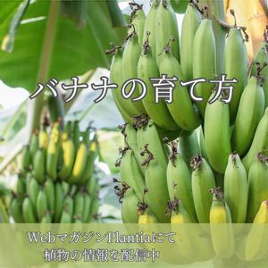 バナナ,果物,緑のある暮らし,植物のある暮らし,肥料の画像