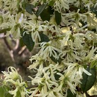 トキワマンサク,ベニバナトキワマンサク,白い花,今日のお花,小石川植物園の画像