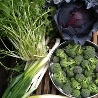 百日草,大根,水菜,ローゼル,紫キャベツの画像
