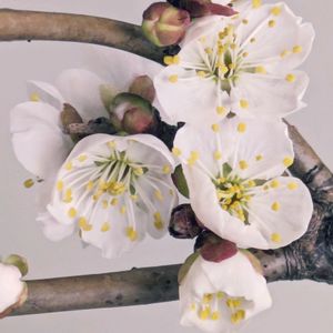 ウメ,梅(うめ),白い花,花瓶の花の画像