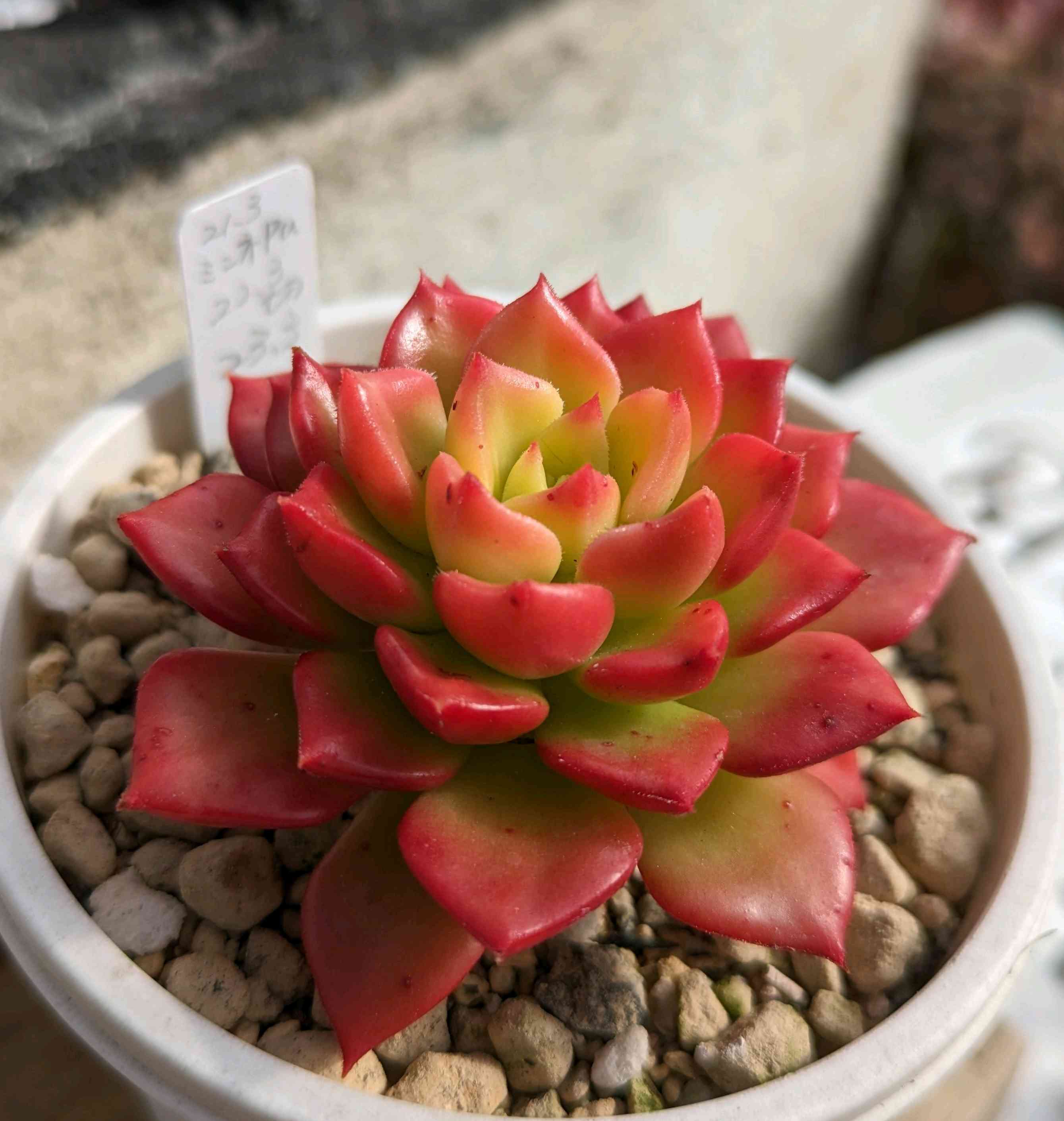 252🌹✂マジックジャムゴールド｜🍀GreenSnap（グリーンスナップ）