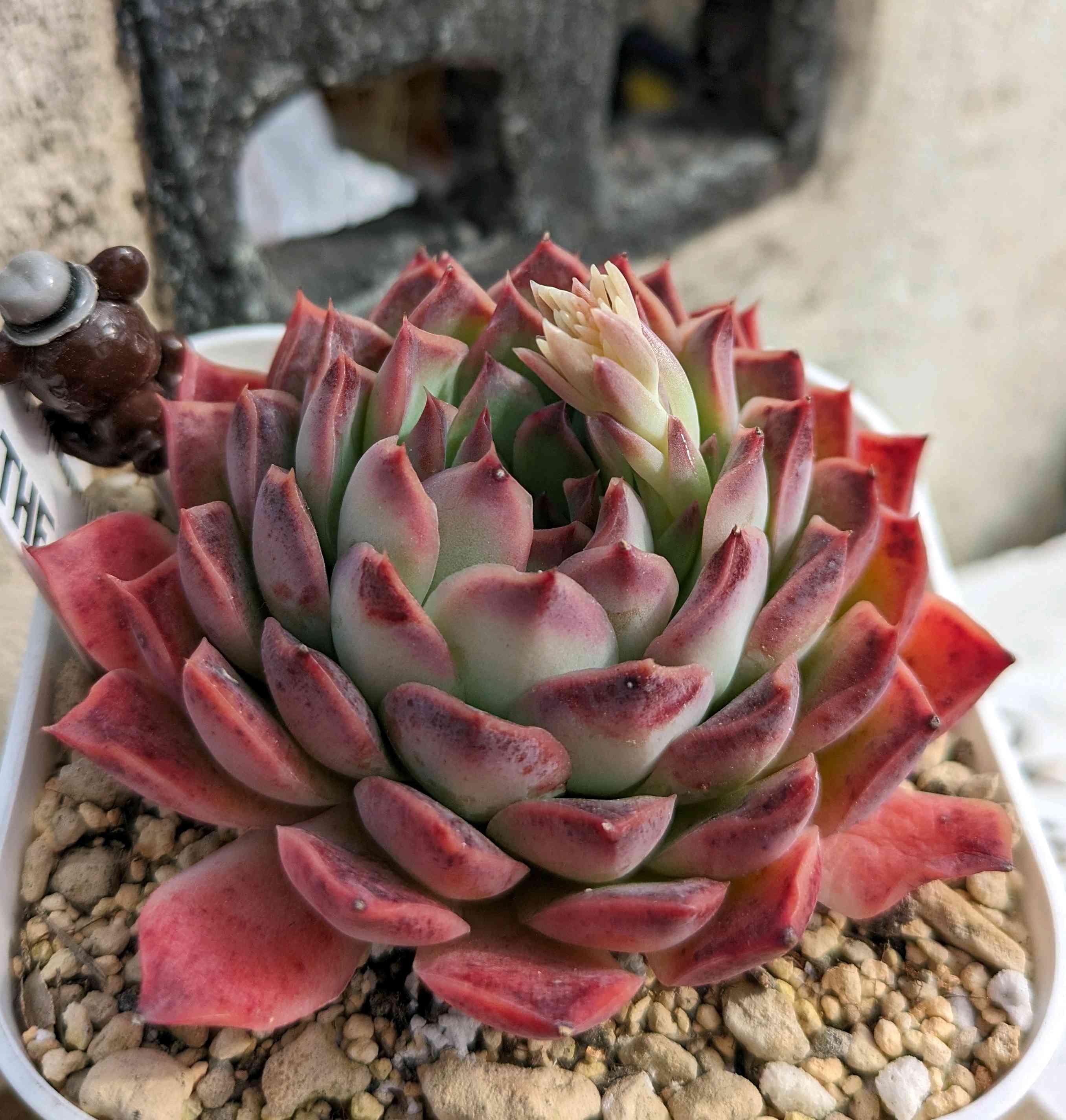 多肉植物実生苗　メキシコポルデンシス×シムランスラグナサンチェス 抜き苗 704🌹(シムランスライオネス×ラパス)×メキシコポルデンシス