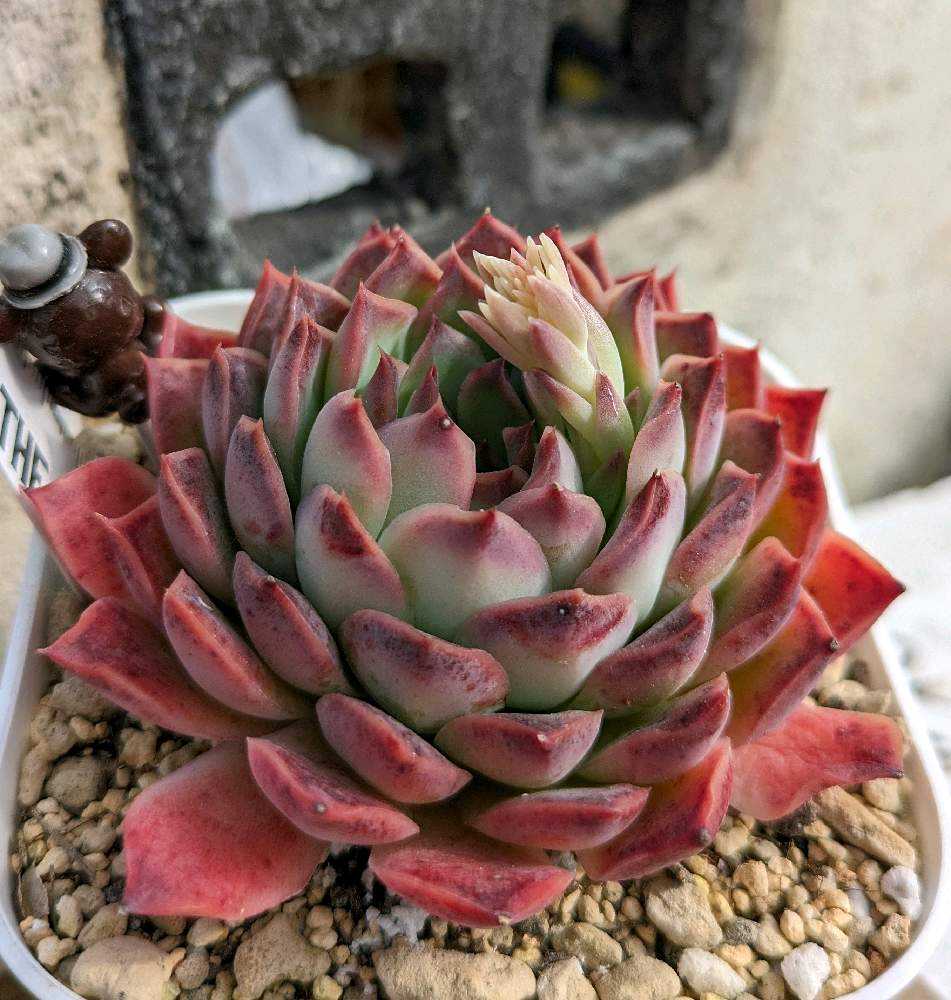 1708502771330_thum_63233_p_202