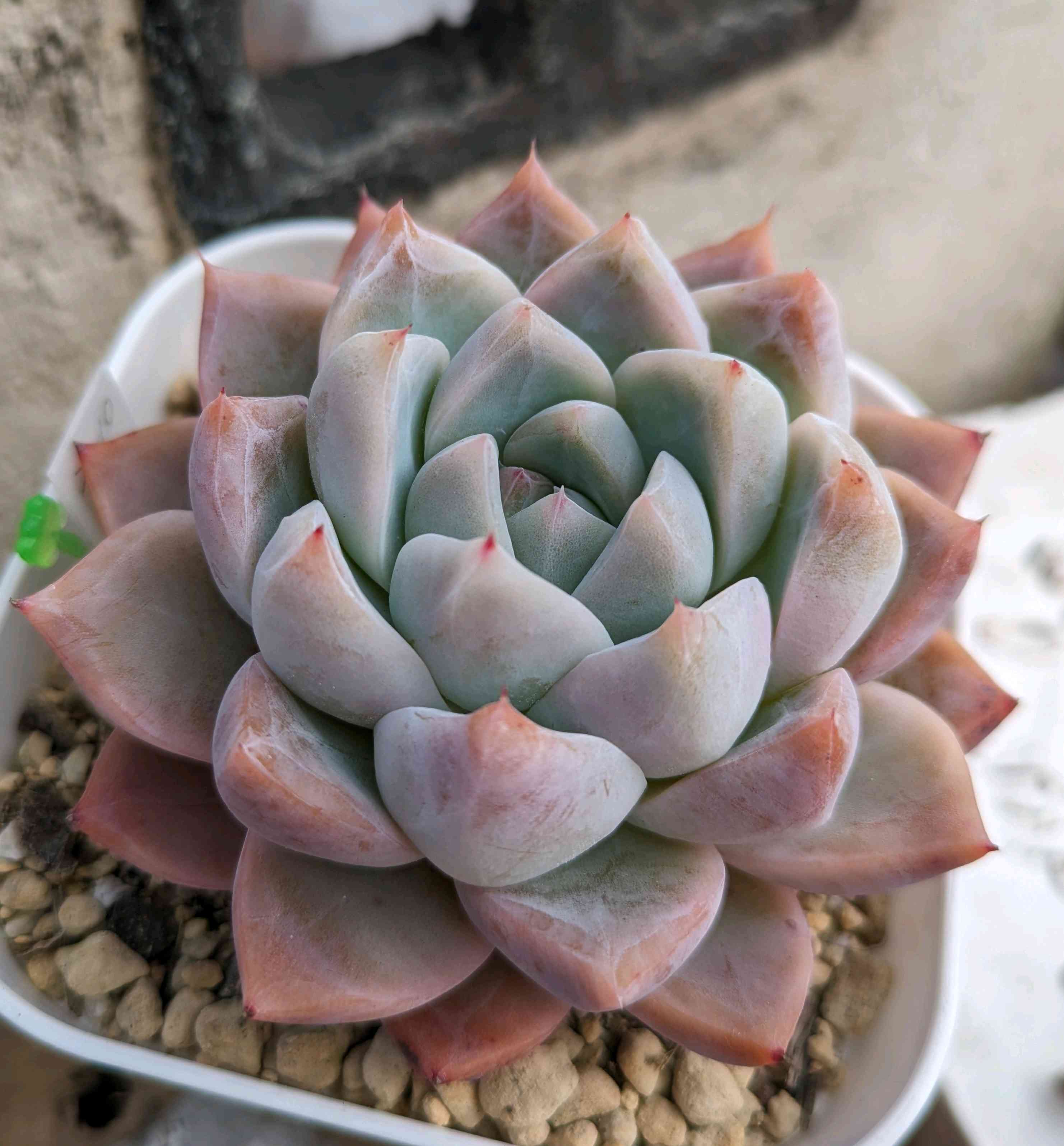 多肉植物　エケベリア　氷山　大きめ　抜き苗 氷山 抜き苗 多肉植物 【公式通販】
