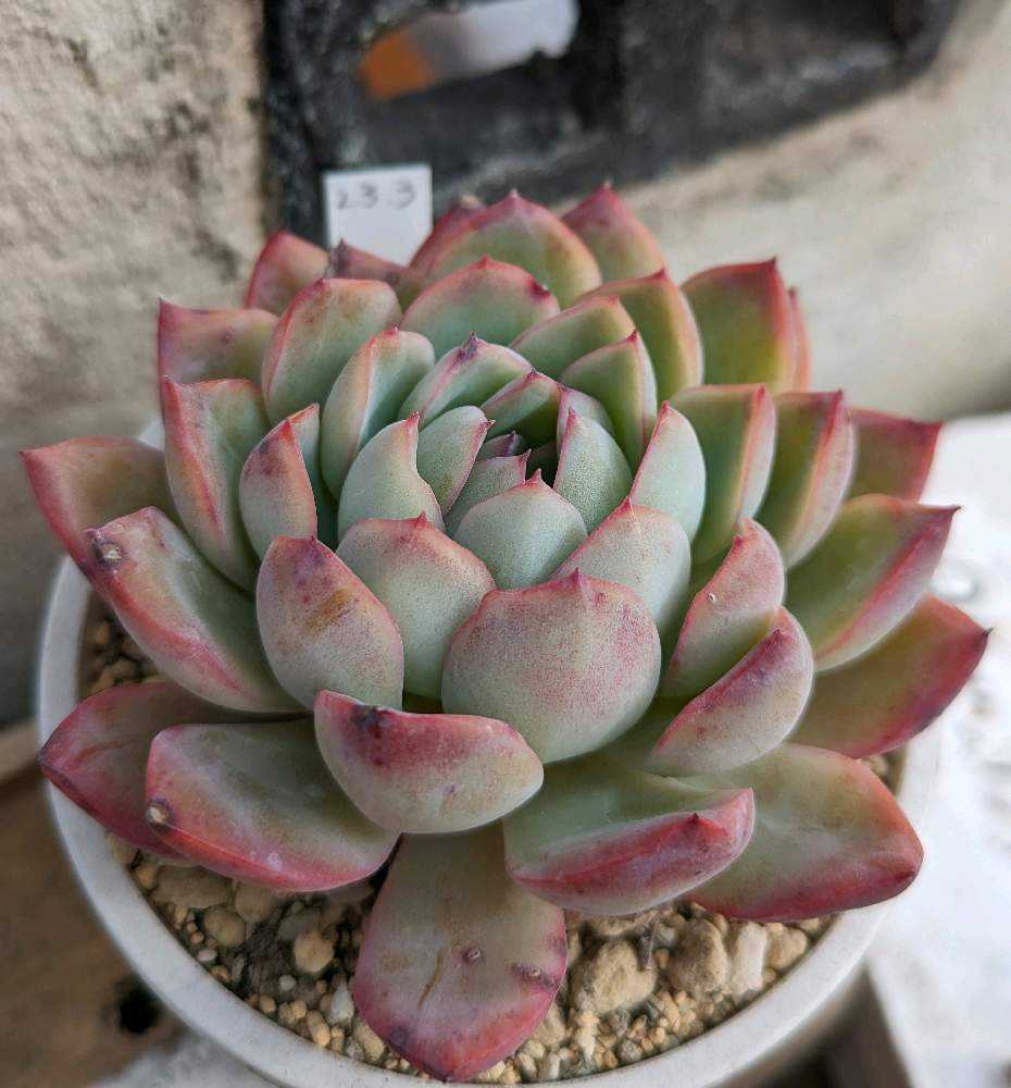 多肉植物 花月夜錦 抜き苗 （多肉植物 値下げ 花月夜錦 派手な斑