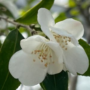 ヒメサザンカ,モチツツジ,シロバナヤブツバキ,モチツツジ　花車,水曜日は水色の画像